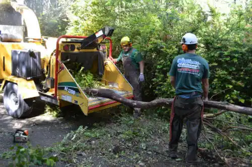 tree services Jamul